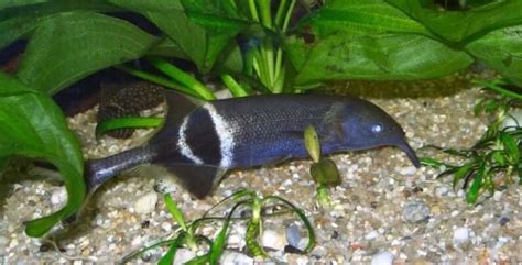 Elephant Nose Fish 101: Care, Tank Mates, Diet & .